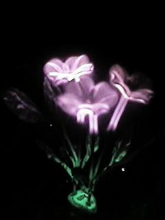 flower1.jpg (6848 bytes)